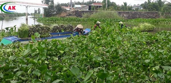 Harvesting water hyacinth;